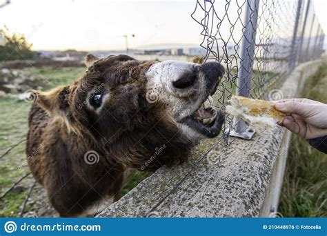 Donkey In Stable Stock Photo Image Of Isolated Mammal 210448976