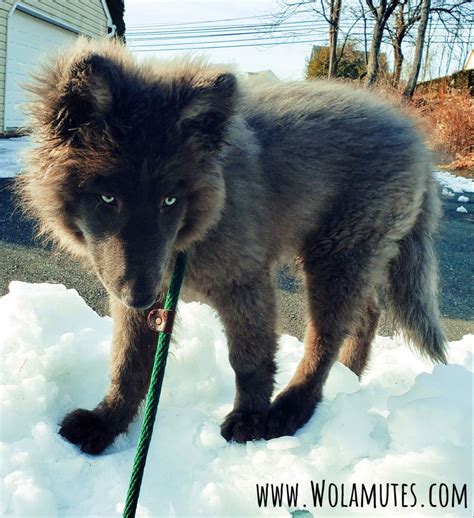 Rare Pet Wolf Dog In 2020 Pet Wolf Wolf Dog Wolf Hybrid