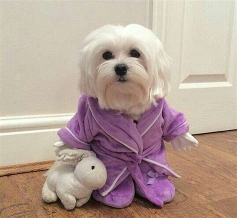 29 Best Maltese Dog Outfits Images On Pinterest Doggies