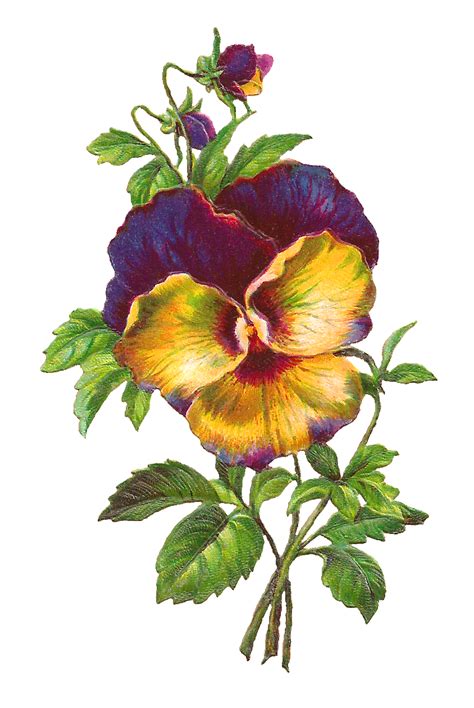 Free Pansy Download Purple Flower Image Pansies Flowers Flower