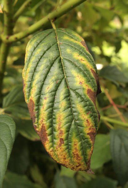 Inter Veinal Chlorosis Due To Nutrient Deficiency Problems Oak Leaf