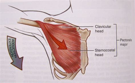 Beneath the pectoralis major is the pectoralis minor, a thin, triangular muscle. human biology - How does the Pectoralis Major work when ...