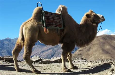 Bactrian Camel Its Nature