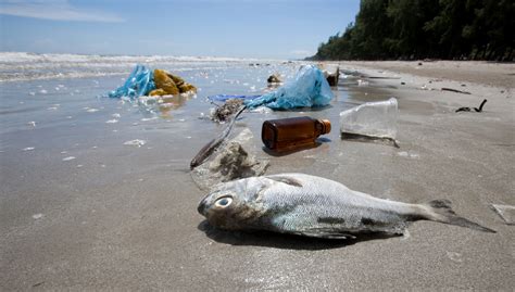 No More Plastic In The Ocean Bio Based News