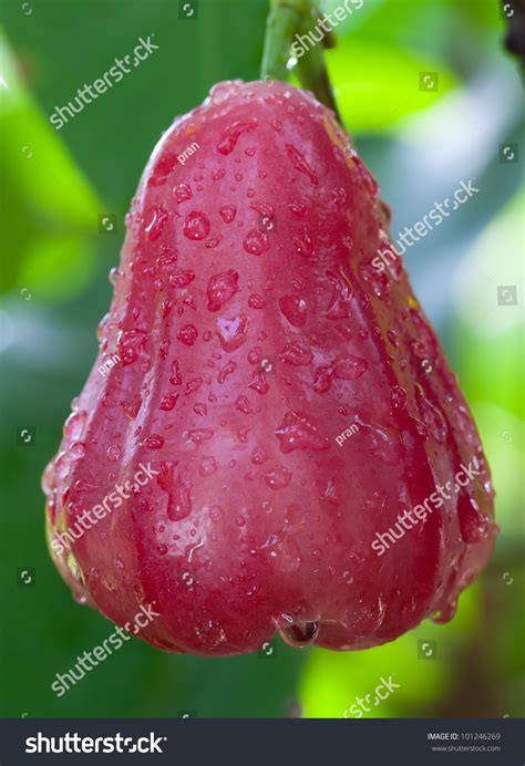 Red Rose Applethailand Stock Photo 101246269 Shutterstock