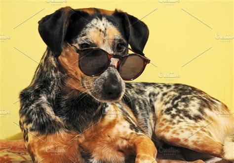 Funny Dog With Sunglasses Animal Photos On Creative Market