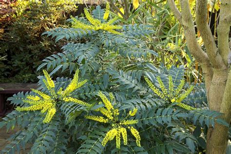 Mahonia Japonica Charity At The Transition To Winter East Facing