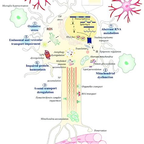 Pdf Molecular And Cellular Mechanisms Affected In Als