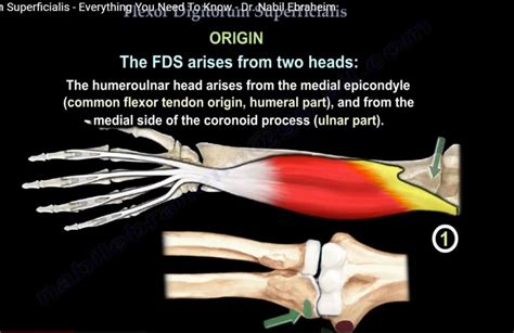 Anatomy Of Flexor Digitorum Superficialis —
