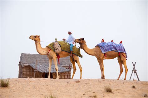 Fotos Gratis Paisaje Desierto Camello Dubai Camellos Vertebrado