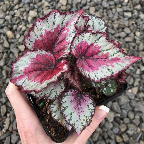 Begonia Rex Ideal Red Heart 45 Pot Little Prince To Go