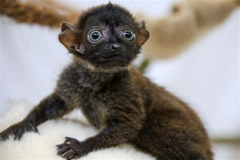 Say What Human Baby Brains Are Wired To Hear The Call Of The Lemur