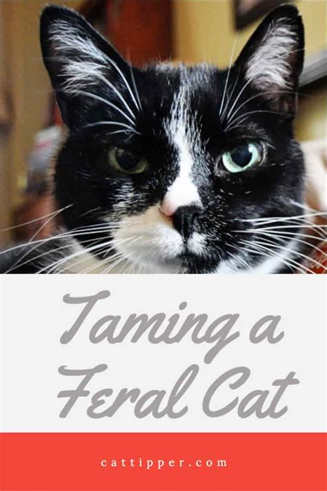 There are several factors that will determine your ability to tame a feral cat, including the age and personality of the cat as well as what kinds of. Taming a Feral Cat - CatTipper