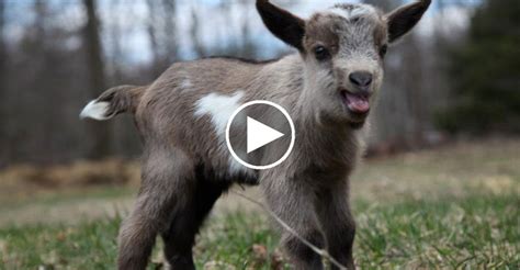 Baby Goat Stampede Running Of The Goats Video Twistedsifter