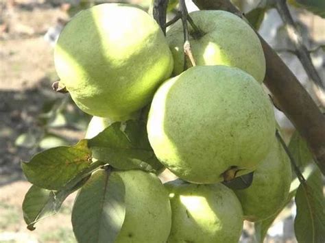 Apple Ber Plant At Rs 35plant Fruit Plants In Rajahmundry Id 21579776855