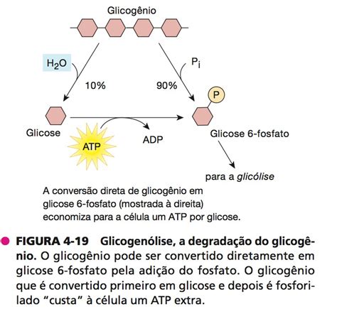 O Glicogênio Funciona Como Reserva De Glicose Das Células Animais