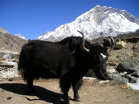 nepal himalayas yak simple catch pro