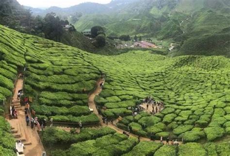 You can buy the cameron highland map from any souvenir shops or petrol kiosk in cameron highlands. Cameron Highlands, Bukit Fraser antara kawasan pelancongan ...