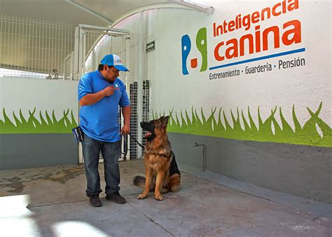 Escuela Y Pensión Para Perros Universidad Cdmx Adiestramiento Canino
