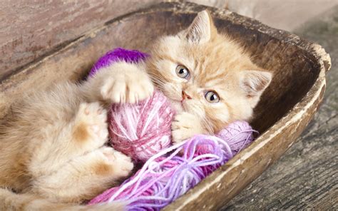 Cute Kitten Playing With A Ball Of Yarn Wallpaper For Widescreen