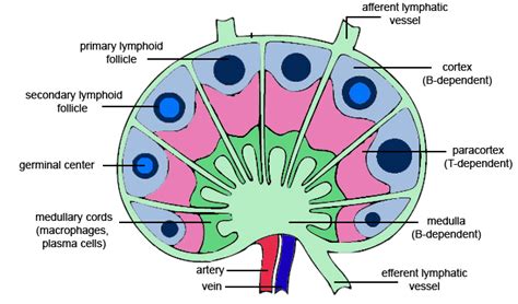 Which Of The Following Has Germinal Centers In The Lymph Node