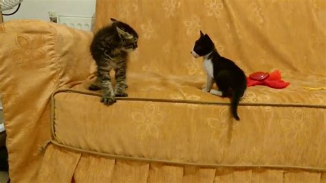 Rescue Kitten Siblings From Different Mothers Lovely Story Youtube