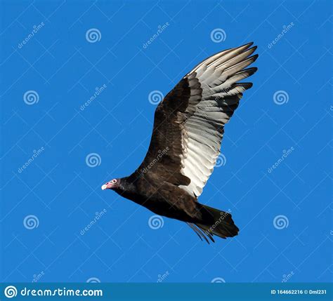 Turkey Vulture Soaring Through Blue Sky Stock Photo Image Of Nature