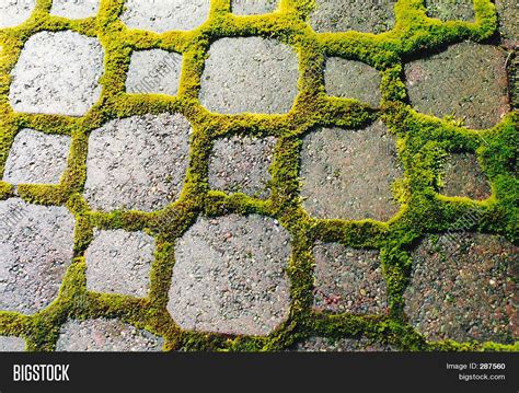 Moss Squares Image And Photo Free Trial Bigstock