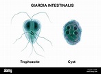 Giardia lamblia cyst hi-res stock photography and images - Alamy