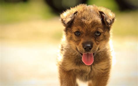 Short Coated Brown Puppy Dog Animals Hd Wallpaper Wallpaper Flare