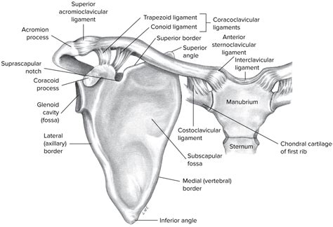 Diagram Of Shoulder The Shoulder Joint Structure Movement