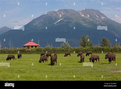 Herd Of Plains Bison Graze On Grass Alaska Wildlife Conservation