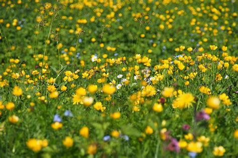 Flower Meadow Yellow Mountain Free Photo On Pixabay Pixabay
