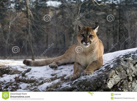 Puma Or Mountain Lion Puma Concolor Stock Image Image