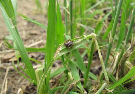 Tick Nest And What Do Tick Eggs Look Like New Photos 2021