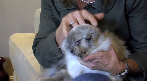 Worlds Oldest Two Faced Cat Dies At 15 Pictures