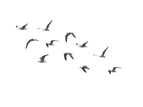 Download Ocean Birds Image Png Download Free Hq Png Image Freepngimg