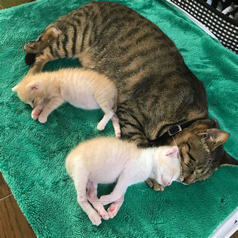 Orphaned Kittens Saved In Nick Of Time Finds New Dad In Tabby Cat