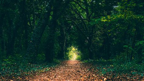 Forest Path Leaves Trees Nature Hd Wallpaper