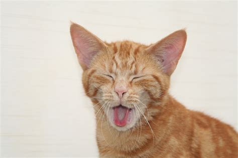 Hanya di artikel ini kamu akan mendapatkan ulasan lengkap dan terpercaya tentang kucing. Perhatikan! Ini 7 Tanda Kucing Betina Sudah Kawin yang ...