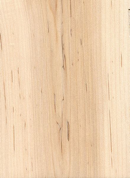 Striped Maple The Wood Database Lumber Identification Hardwood