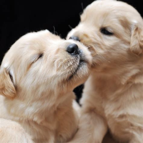 Puppies And Dogs Newborn Puppies Baby Dogs Puppies