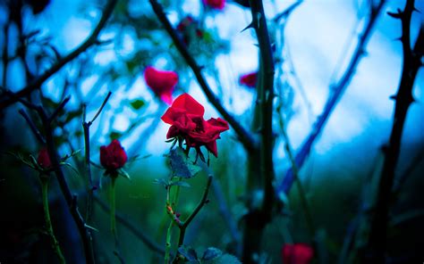 wallpaper 2560x1600 px bokeh branches depth field flowers of plants red roses thorns