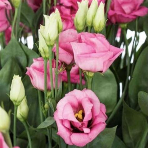 Pink Lisianthus Florabundance Wholesale Flowers