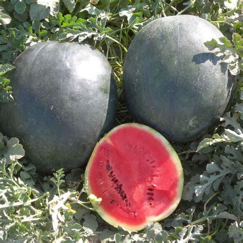 For instance, how much is the sugar baby getting, how often will the sugar daddy give an allowance and in what way will the allowance be sent? Sugar Baby Watermelon, Watermelon: Horticultural Products ...