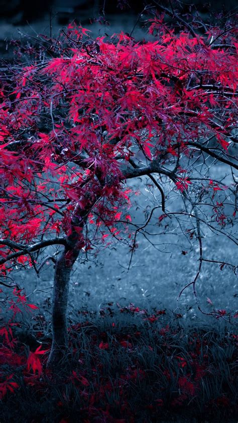 Red Tree In The Darkness Wallpaper Backiee