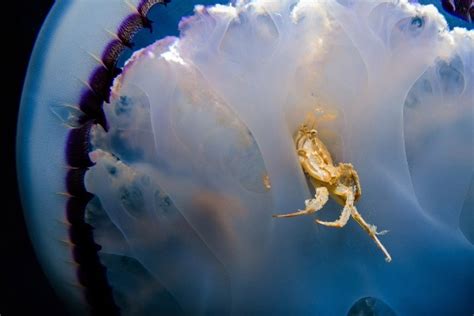 Об опасных существах самая ядовитая медуза в мире