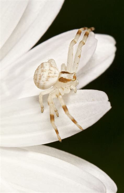 striped crab spider zygometis lactea white with brown le… flickr