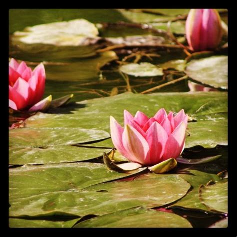Lilly Pad Water Lilies Flowers Lily