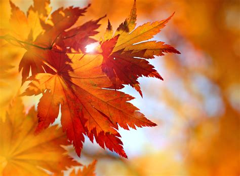 Autumn Leaves 4k Ultra Hd Wallpaper Background Image
